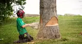Abattage d'arbres 38